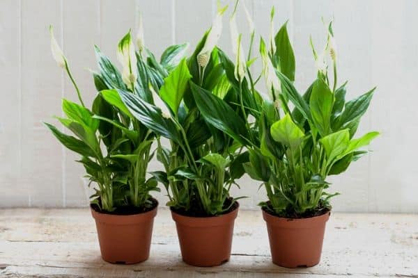 Choosing the Right Plants