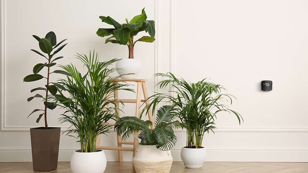 Purifying Plants on Indoor Air Quality