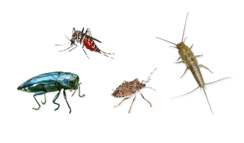 Seasonal Pest Problems in Pelham and How to Solve Them